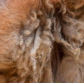 Photo of sheep's wool by Ywan on Pexels